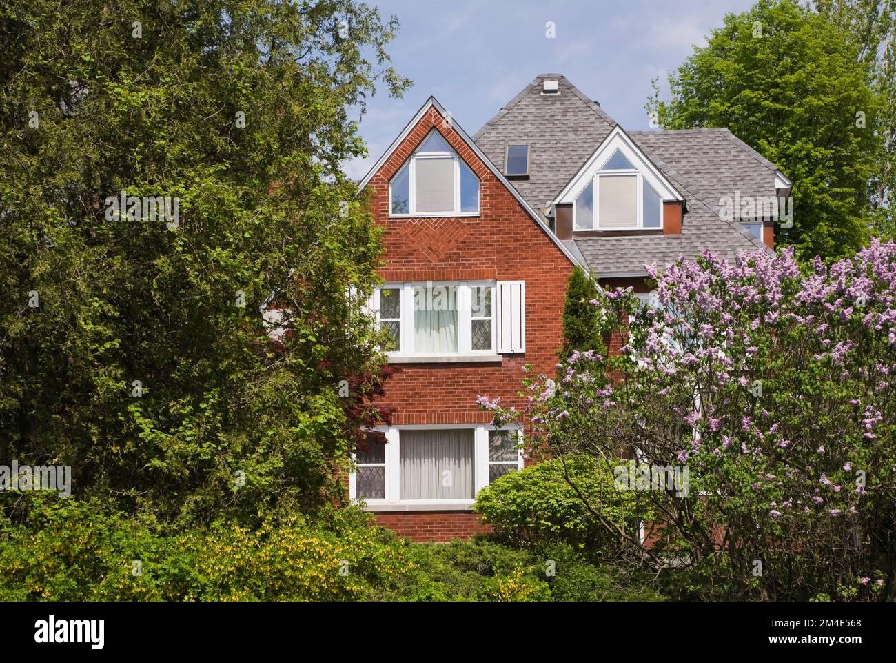 Syringa vulgaris - Flieder-Baum im Vorhof eines roten Backsteinhauses im Stil eines zweistöckigen Hauses im Frühling. Stockfoto