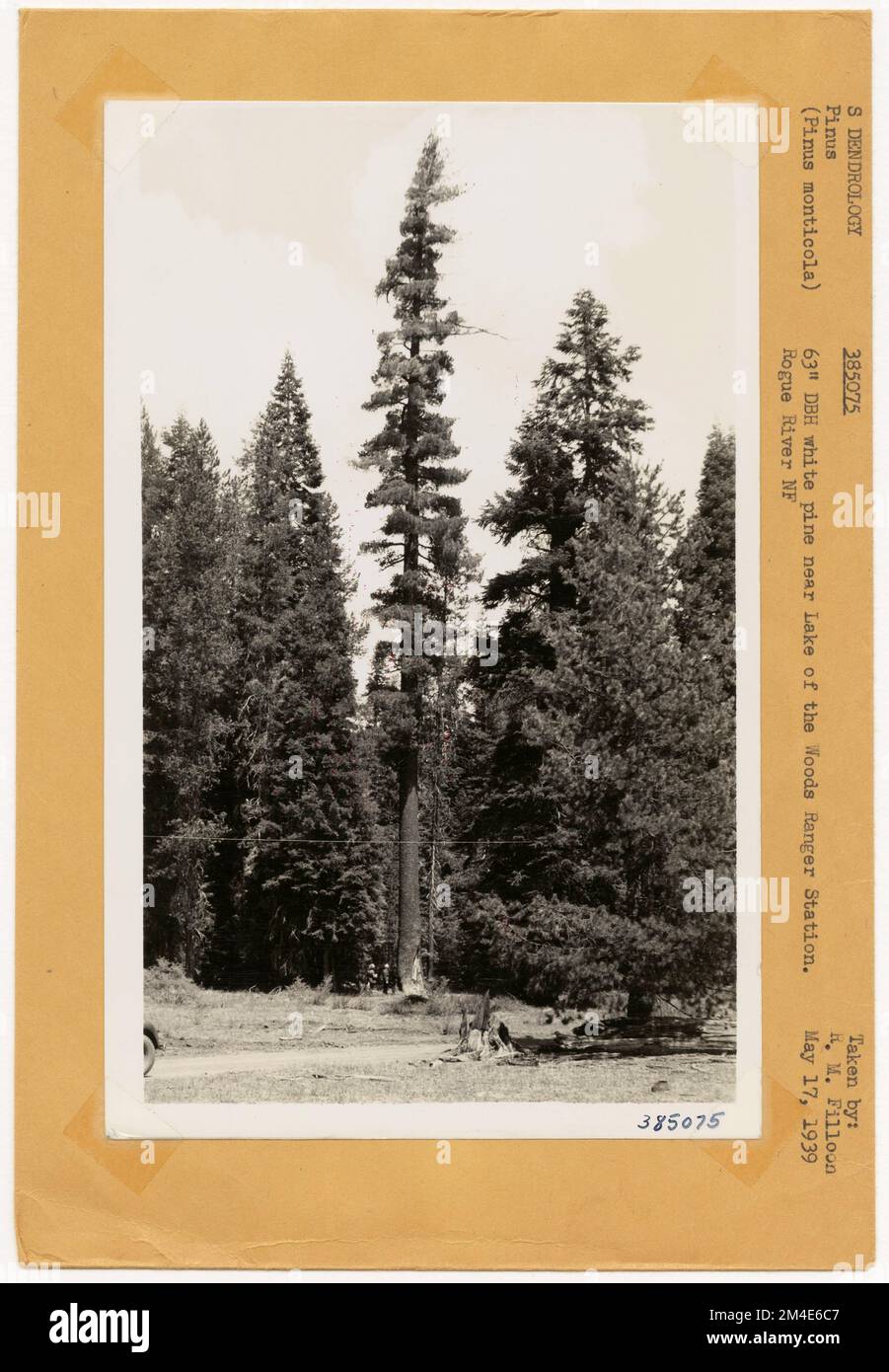 Verbesserung Des Holzstands – Allgemein. Fotografien zu National Forests, Resource Management Practices, Personal sowie Kultur- und Wirtschaftsgeschichte Stockfoto Verbesserung Des Holzstands – Allgemein. Fotografien zu National Forests, Resource Management Practices, Personal sowie Kultur- und Wirtschaftsgeschichte Stockfoto