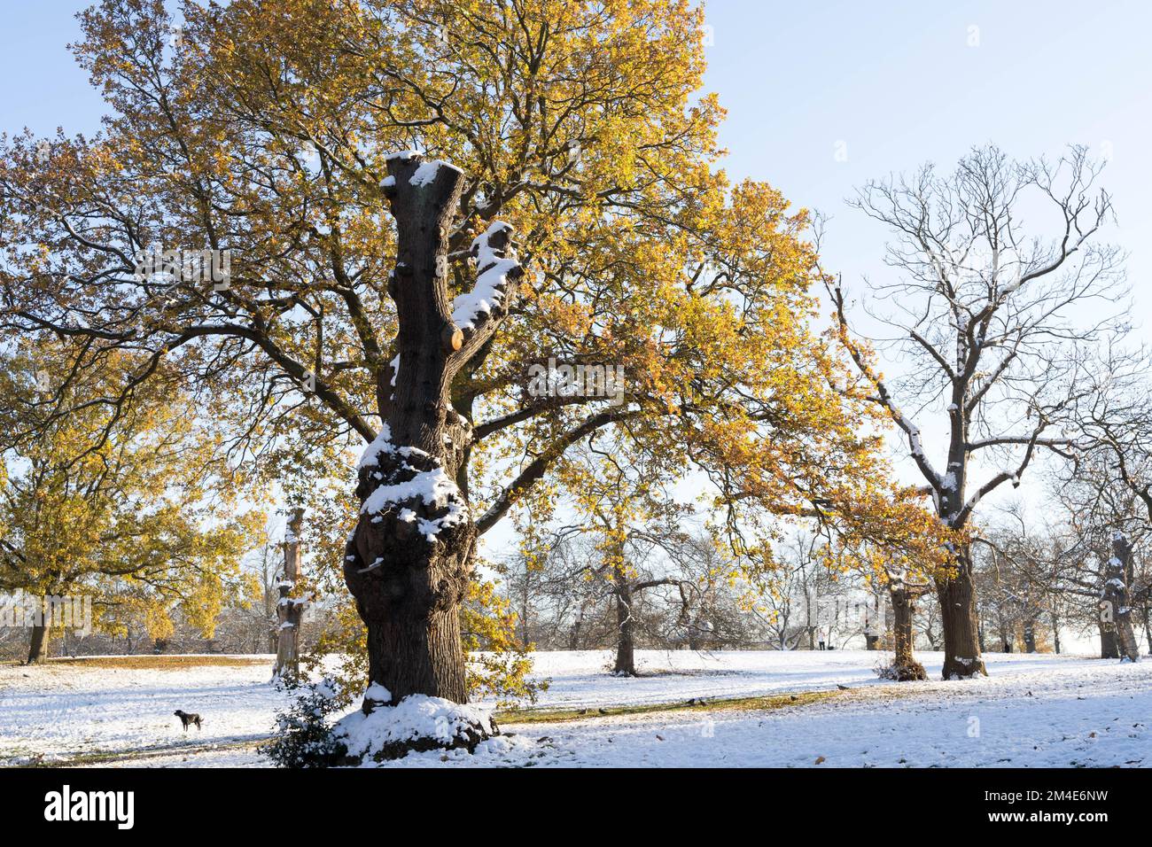 Wintersonne in tiefem Frost unter arktischer Explosion, Schnee bedeckt Baumzweige und Boden in Greenwich Südosten von London England Stockfoto