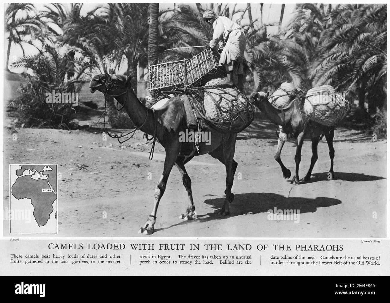 Halbton von Kamelen beladen mit Früchten im Land der Pharaonen, aus einer Lehrzeitschrift 1927 Stockfoto
