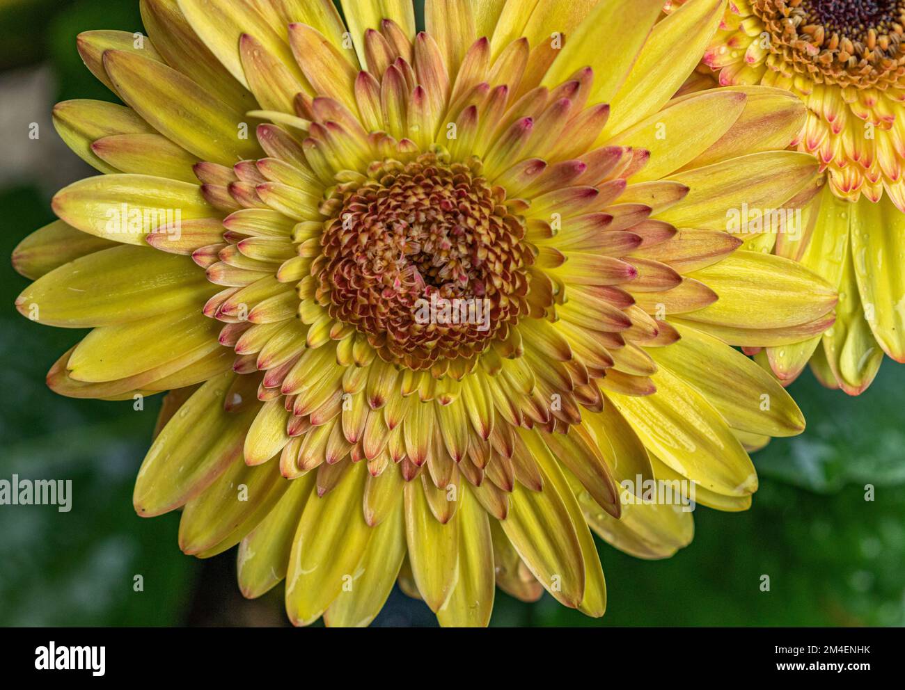 Gelbe Gerbera Blume Stockfoto