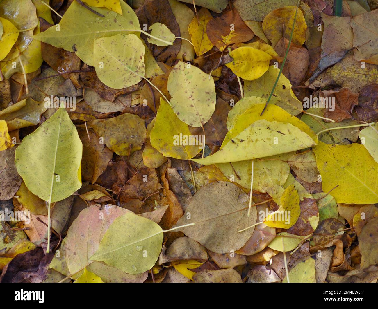 Üppige, mit Blättern übersäte Herbstblätter in einer magischen visuellen Darstellung. Stockfoto