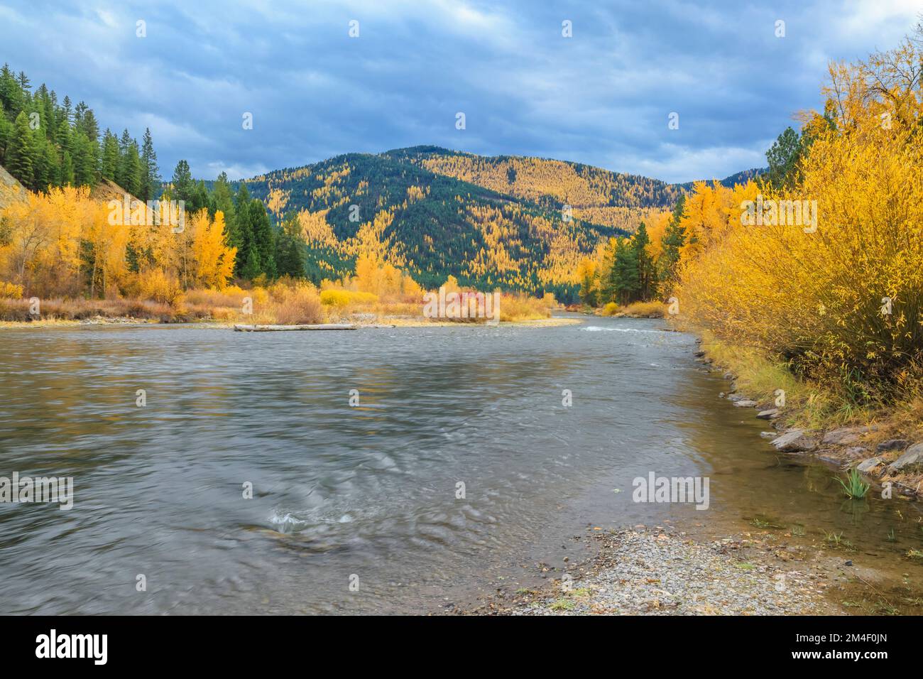Herbstfarben entlang des clark Fork River im Beavertail Hill State Park in der Nähe von clinton, montana Stockfoto