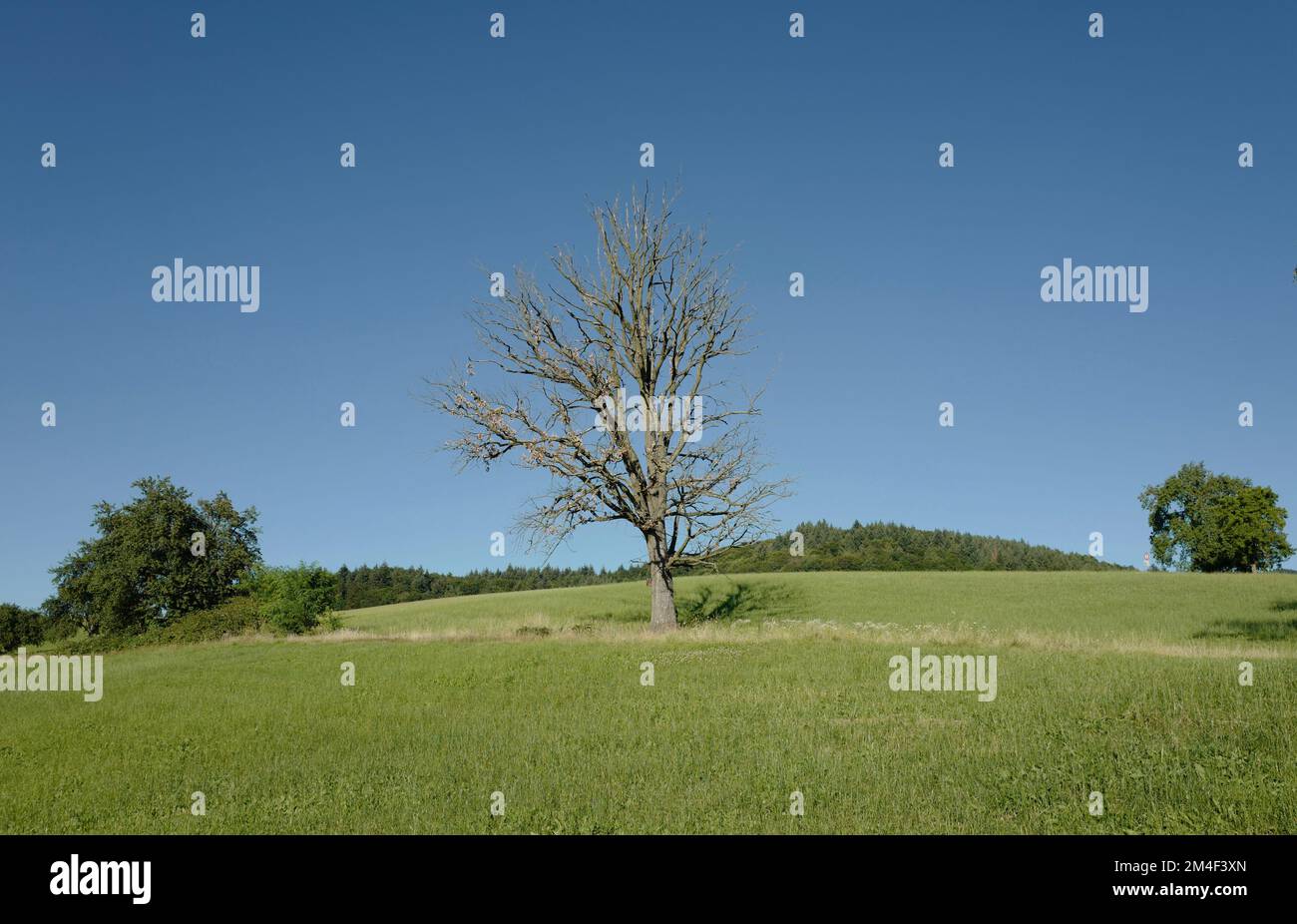 Einsamer toter Baum auf einem Feld Stockfoto