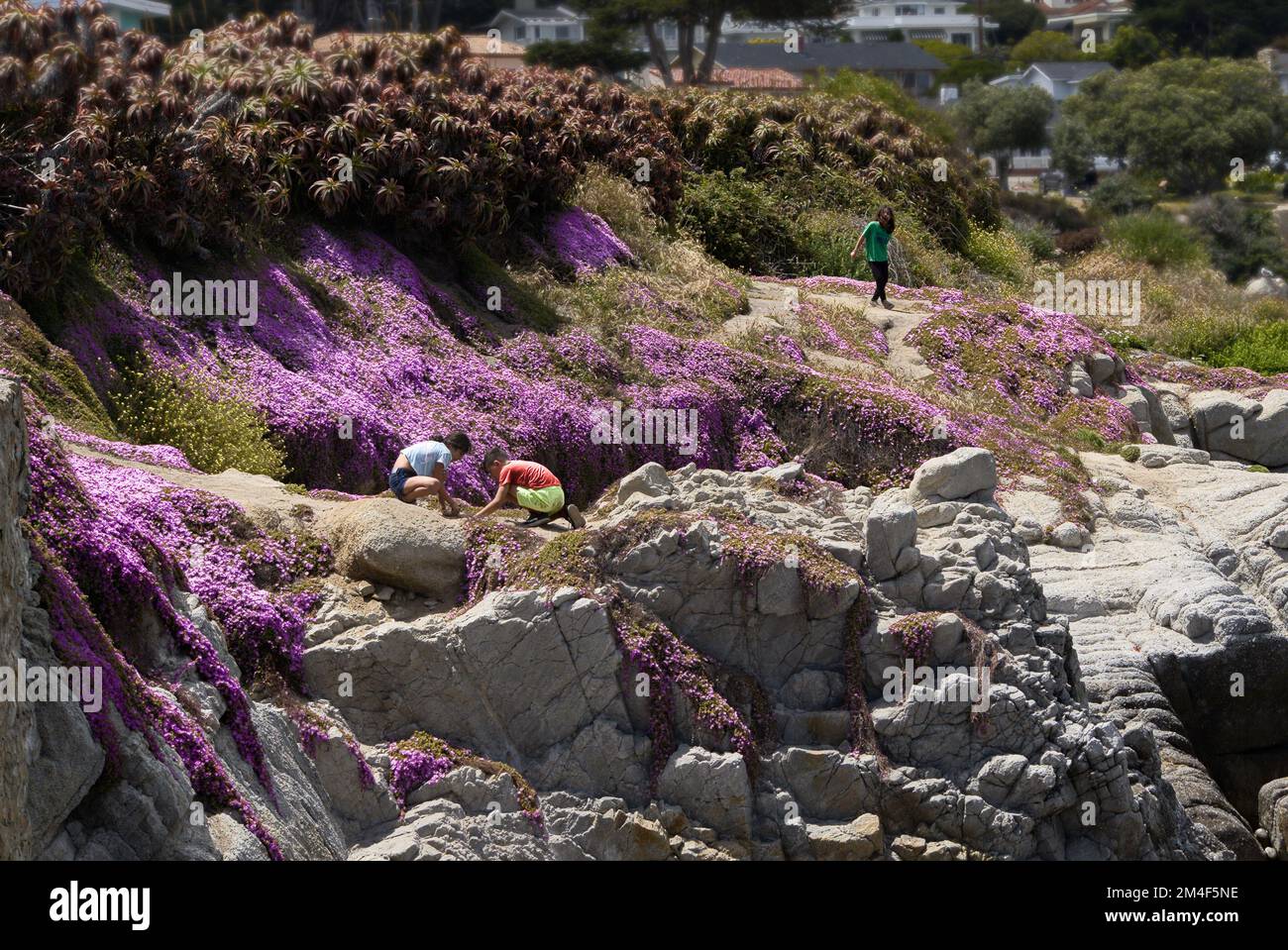 Pinkfarbener Podologe blüht am Meer in Pacific Grove, Kalifornien Stockfoto