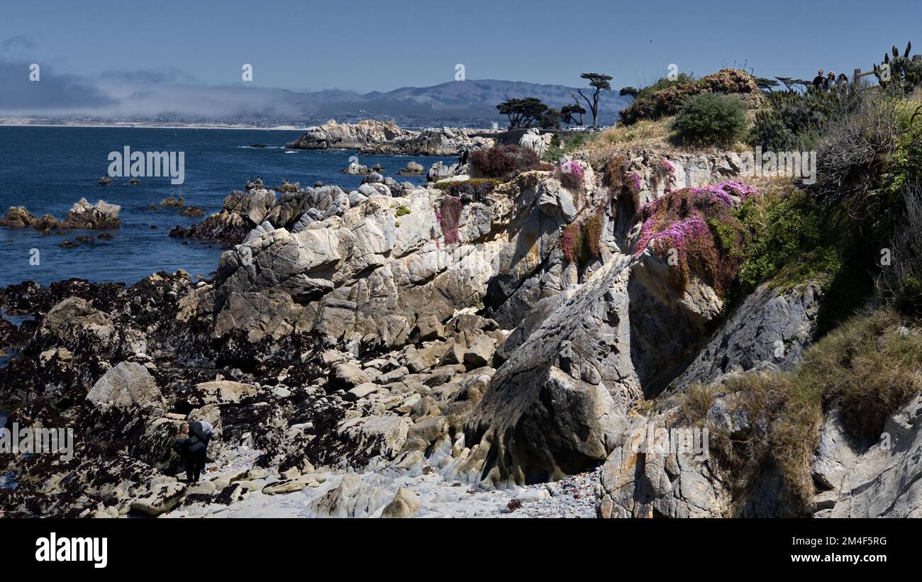 Pinkfarbener Podologe blüht am Meer in Pacific Grove, Kalifornien Stockfoto