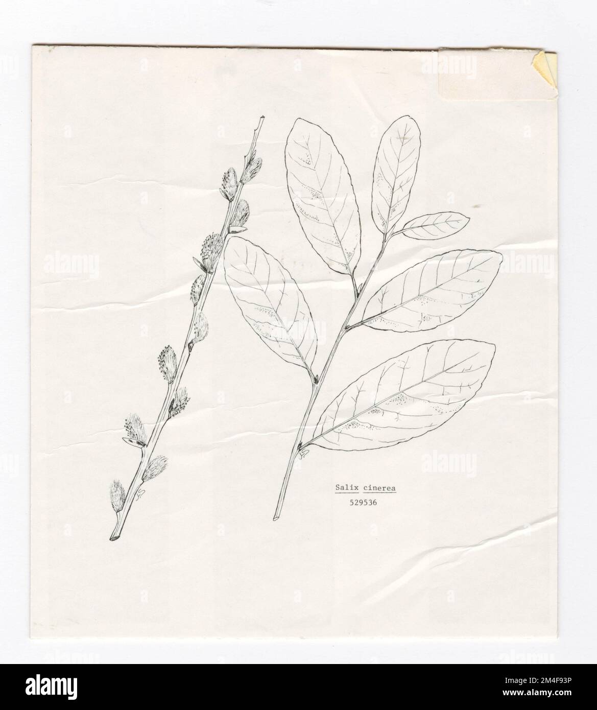 Baumkennzeichnung - Weide: Küste. Fotografien zu National Forests, Resource Management Practices, Personal sowie Kultur- und Wirtschaftsgeschichte Stockfoto