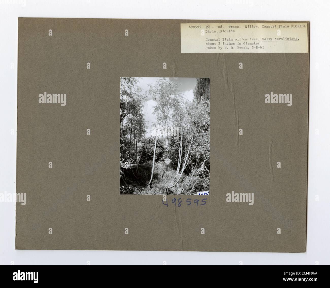 Baumkennzeichnung - Weide: Küste. Fotografien zu National Forests, Resource Management Practices, Personal sowie Kultur- und Wirtschaftsgeschichte Stockfoto Baumkennzeichnung - Weide: Küste. Fotografien zu National Forests, Resource Management Practices, Personal sowie Kultur- und Wirtschaftsgeschichte Stockfoto