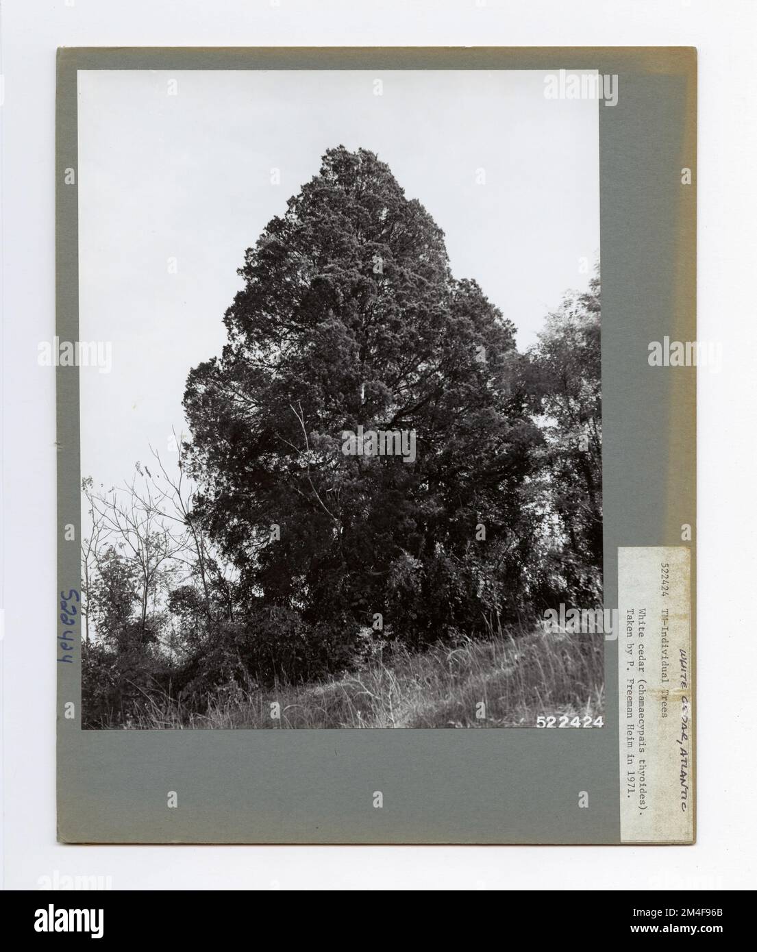 Baumkennzeichnung - Weiße Zeder. Fotografien zu National Forests, Resource Management Practices, Personal sowie Kultur- und Wirtschaftsgeschichte Stockfoto Baumkennzeichnung - Weiße Zeder. Fotografien zu National Forests, Resource Management Practices, Personal sowie Kultur- und Wirtschaftsgeschichte Stockfoto
