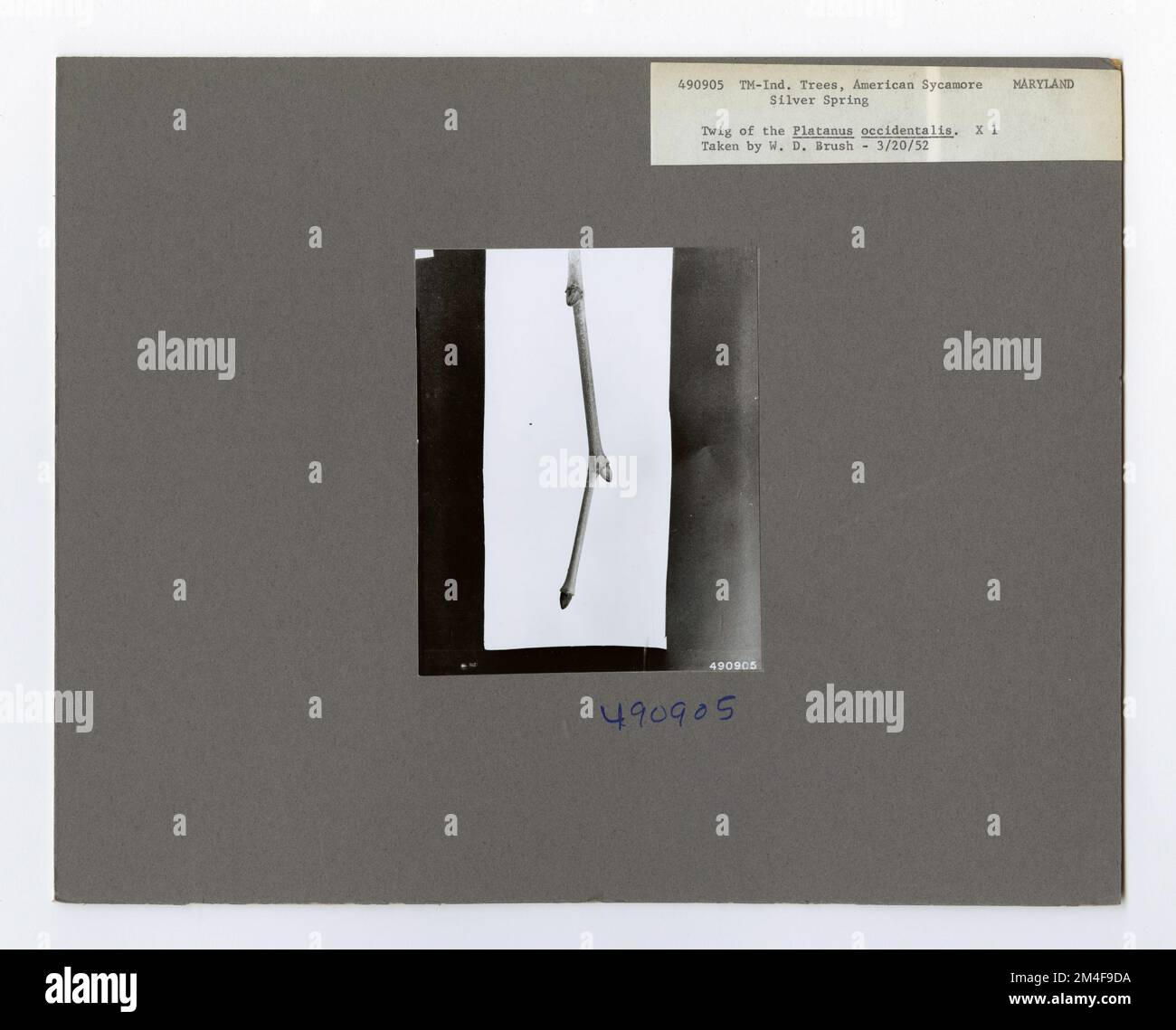Baumkennzeichnung - Sycamore: Amerikanisch. Fotografien zu National Forests, Resource Management Practices, Personal sowie Kultur- und Wirtschaftsgeschichte Stockfoto