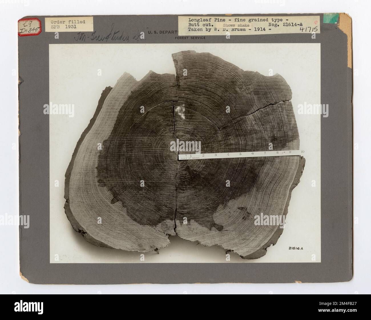 Baumkennzeichnung – Kiefer, Langblatt. Fotografien zu National Forests, Resource Management Practices, Personal sowie Kultur- und Wirtschaftsgeschichte Stockfoto