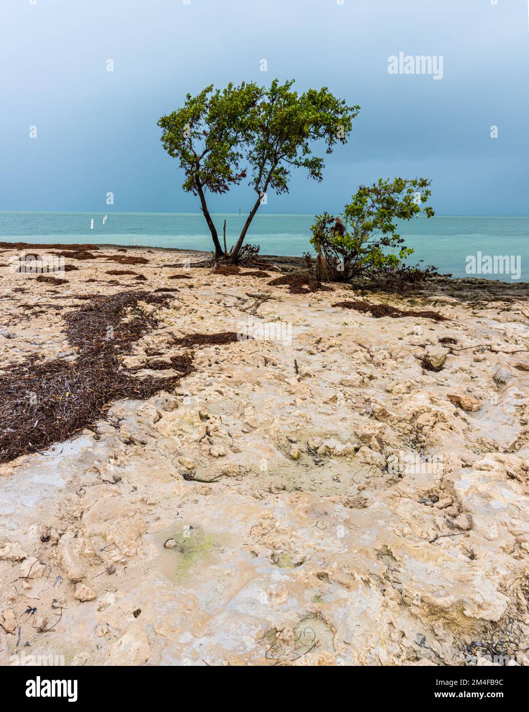 Exponierter Coral Beach am Sombrero Beach, Florida, USA Stockfoto