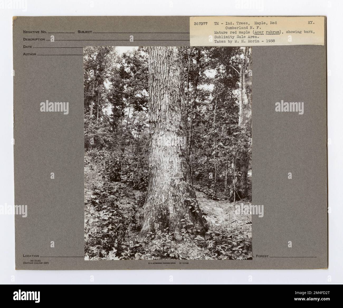 Baumkennzeichnung – Ahorn: Rot. Fotografien zu National Forests, Resource Management Practices, Personal sowie Kultur- und Wirtschaftsgeschichte Stockfoto Baumkennzeichnung – Ahorn: Rot. Fotografien zu National Forests, Resource Management Practices, Personal sowie Kultur- und Wirtschaftsgeschichte Stockfoto