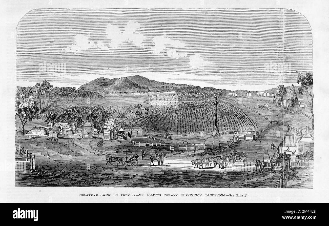 Tabakanbau in Victoria - Mr. Politz's Tabak Plantation, Dandenong. Gravur veröffentlicht 1863. Stockfoto