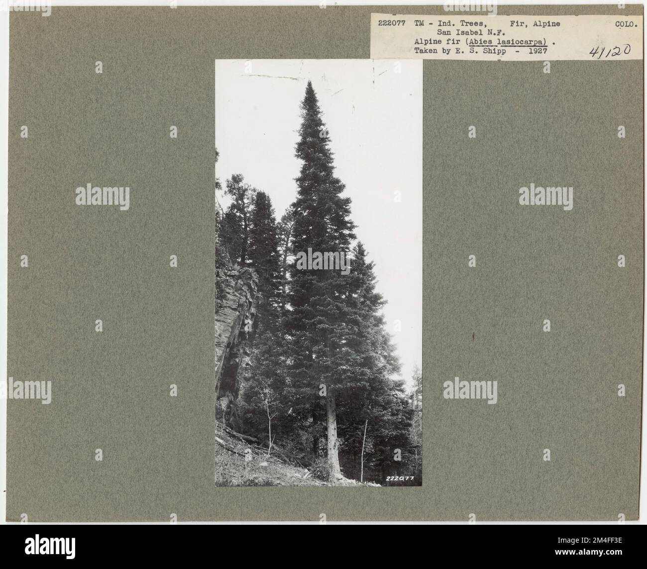Baumkennzeichnung - Fir - Alpin. Fotografien zu National Forests, Resource Management Practices, Personal sowie Kultur- und Wirtschaftsgeschichte Stockfoto Baumkennzeichnung - Fir - Alpin. Fotografien zu National Forests, Resource Management Practices, Personal sowie Kultur- und Wirtschaftsgeschichte Stockfoto