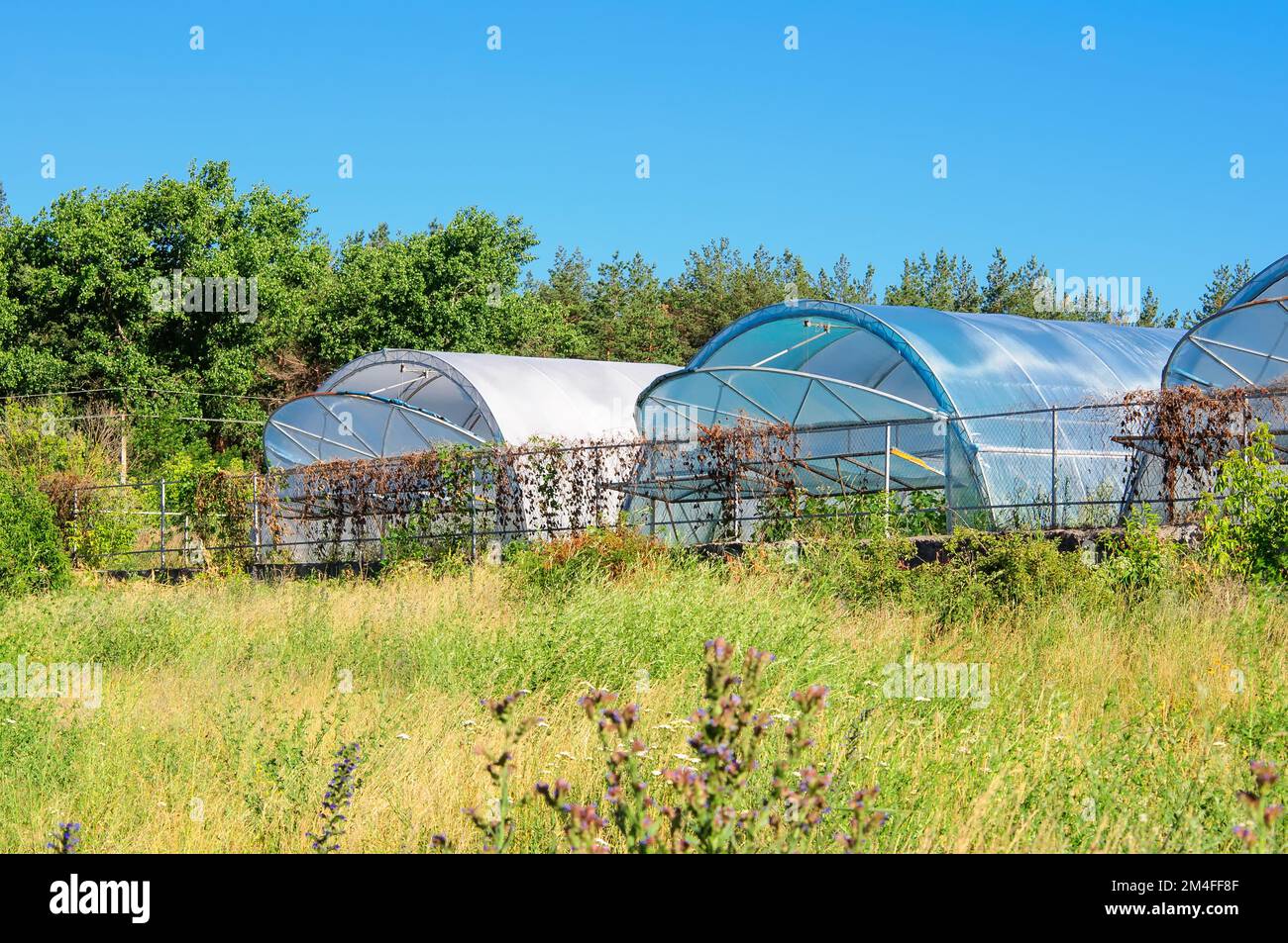 Gewächshäuser für den Anbau von Gemüse zum Verkauf. Landwirtschaft in der Ukraine Stockfoto