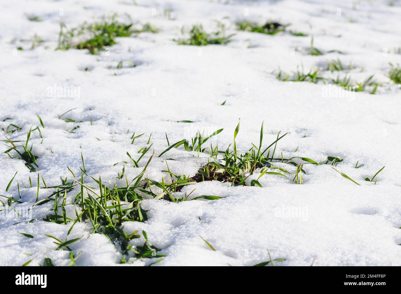 Sprossen von Winterkulturen sind durch die Schneeschmelze sichtbar. Grüne Stiele von Winterweizen Stockfoto