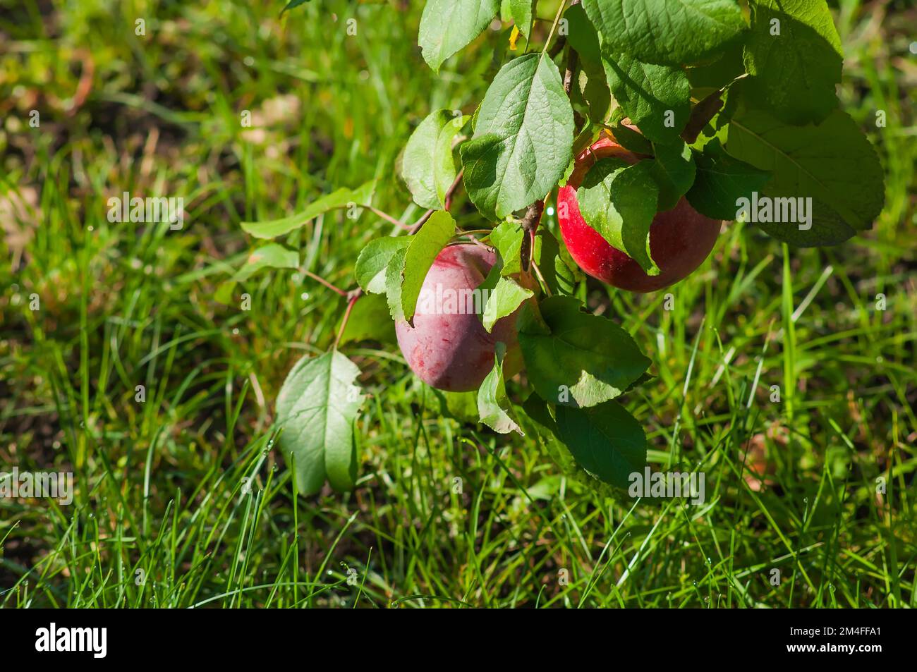 Äste eines Apfelbaums mit roten reifen Früchten auf dem Hintergrund eines grünen Rasens, beleuchtet von der Sonne Stockfoto