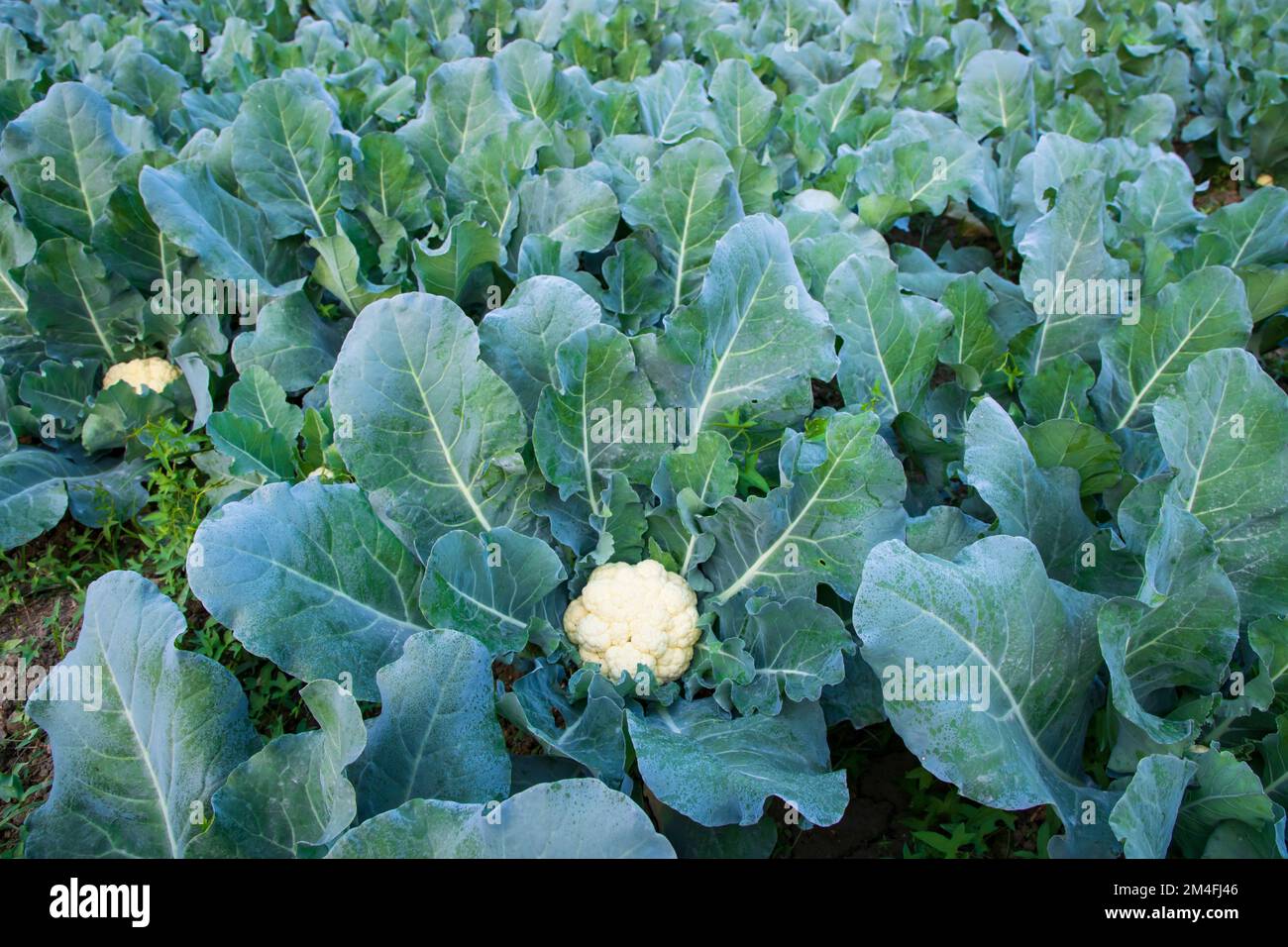 Frischer Blumenkohl das rohe Gemüse wächst in organischem Boden im Garten. Ökologischer Anbau frischer Blumenkohlpflanzen Stockfoto