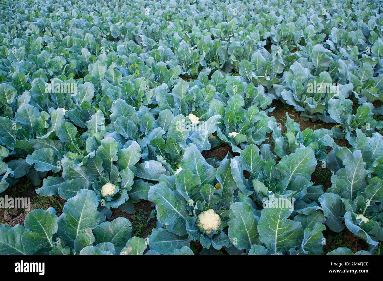 Frischer Blumenkohl das rohe Gemüse wächst in organischem Boden im Garten. Ökologischer Anbau frischer Blumenkohlpflanzen Stockfoto