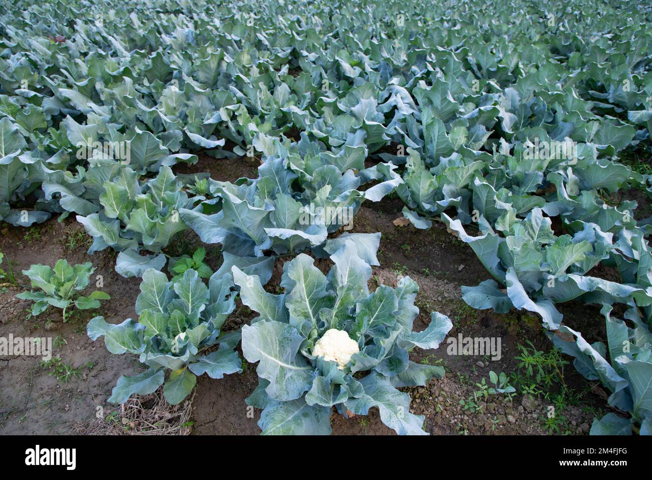 Frischer Blumenkohl das rohe Gemüse wächst in organischem Boden im Garten. Ökologischer Anbau frischer Blumenkohlpflanzen Stockfoto