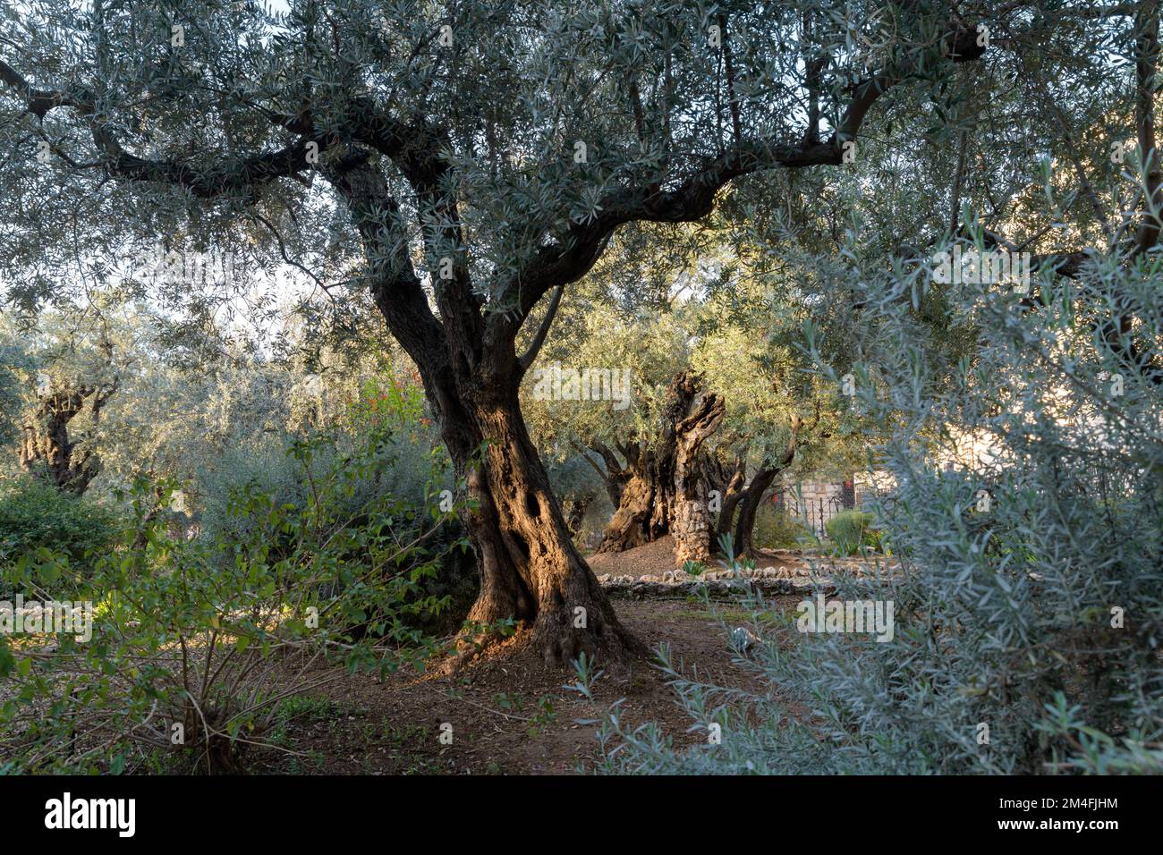 Der Garten von Gethsemane. Biblischer Olivengarten, wo Jesus betete. Ölberg, Jerusalem, Israel Stockfoto