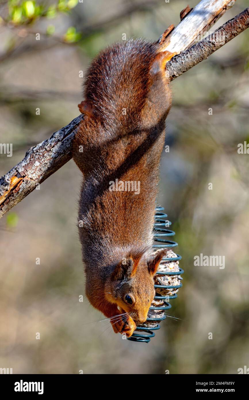 Eine vertikale Nahaufnahme eines Eichhörnchens, das an einem sonnigen Tag an einem Ast hängt Stockfoto