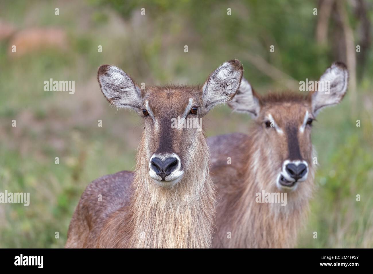 Zwei Wasserdollar in der grünen Savanne des Kruger-Nationalparks, Südafrika Stockfoto