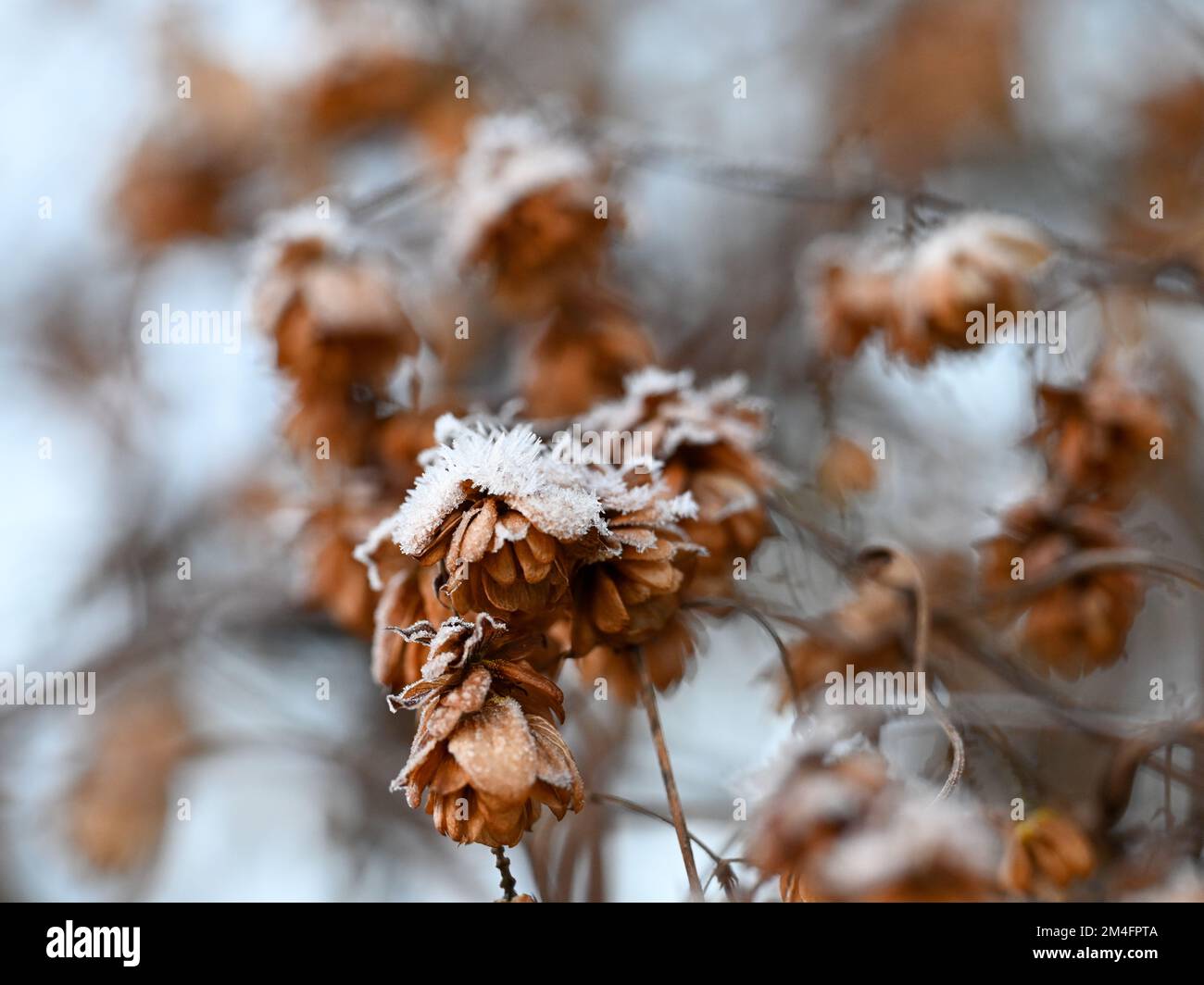 Frostbedeckter Hopfen, Humulus lupulus Stockfoto