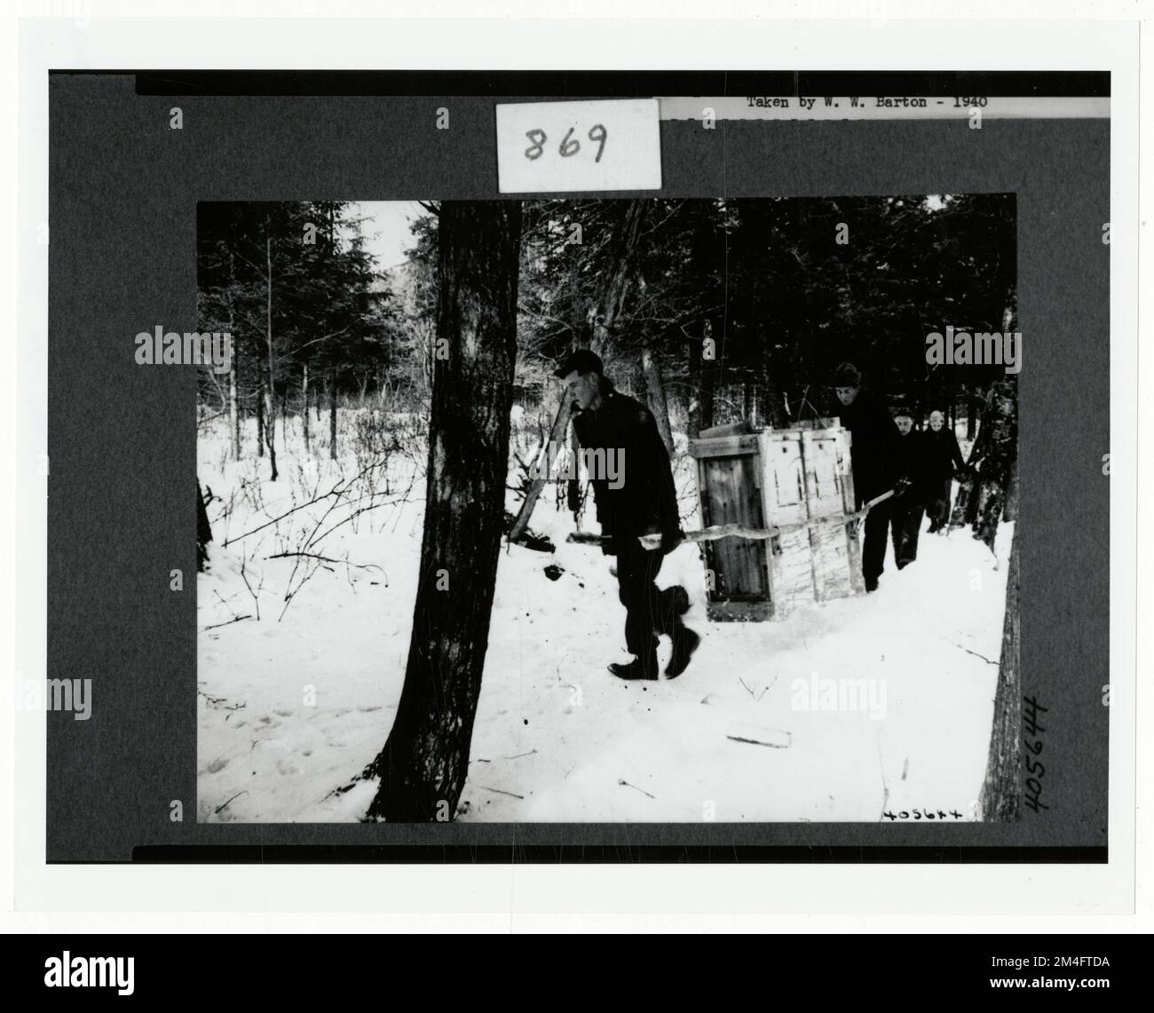 Kennzeichnung und Markierung von Wildtieren – Alle Bundesstaaten. Fotografien zu National Forests, Resource Management Practices, Personal sowie Kultur- und Wirtschaftsgeschichte Stockfoto