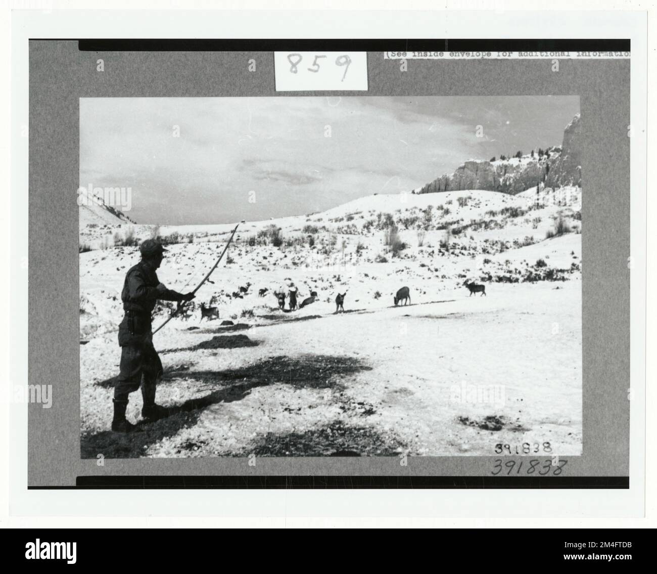 Kennzeichnung und Markierung von Wildtieren – Alle Bundesstaaten. Fotografien zu National Forests, Resource Management Practices, Personal sowie Kultur- und Wirtschaftsgeschichte Stockfoto
