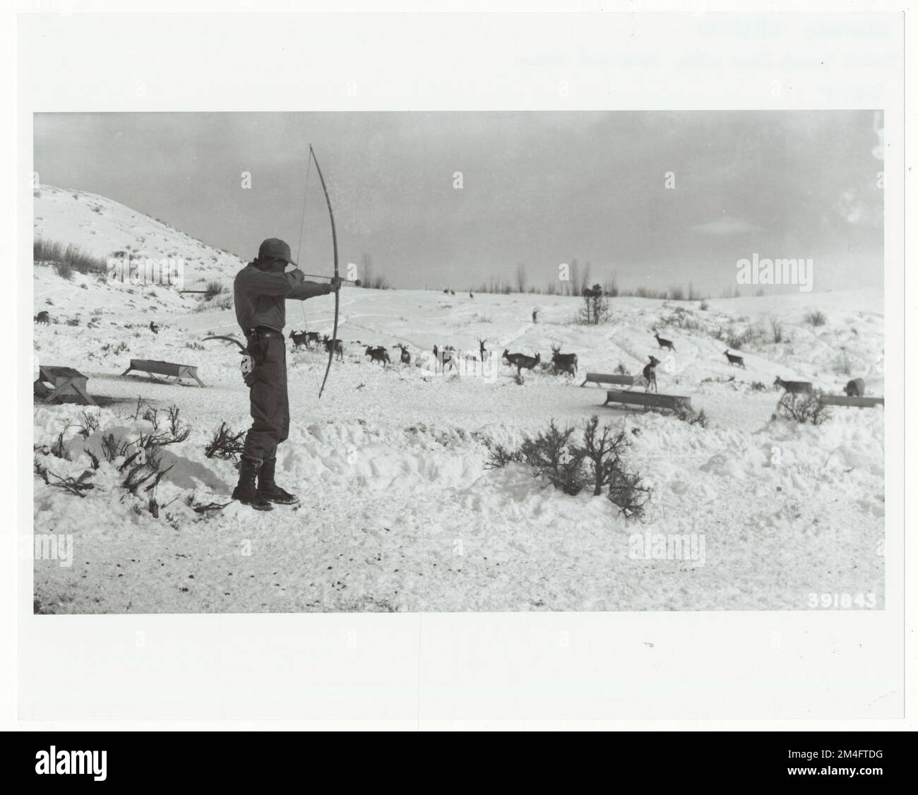 Kennzeichnung und Markierung von Wildtieren – Alle Bundesstaaten. Fotografien zu National Forests, Resource Management Practices, Personal sowie Kultur- und Wirtschaftsgeschichte Stockfoto