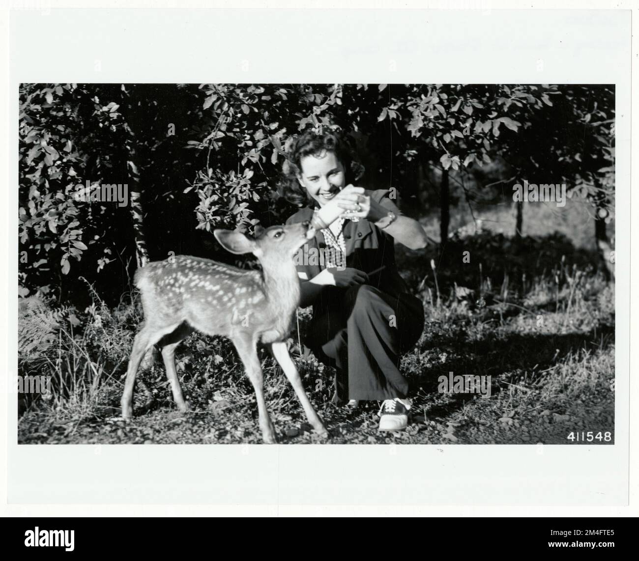 Kennzeichnung und Markierung von Wildtieren – Alle Bundesstaaten. Fotografien zu National Forests, Resource Management Practices, Personal sowie Kultur- und Wirtschaftsgeschichte Stockfoto