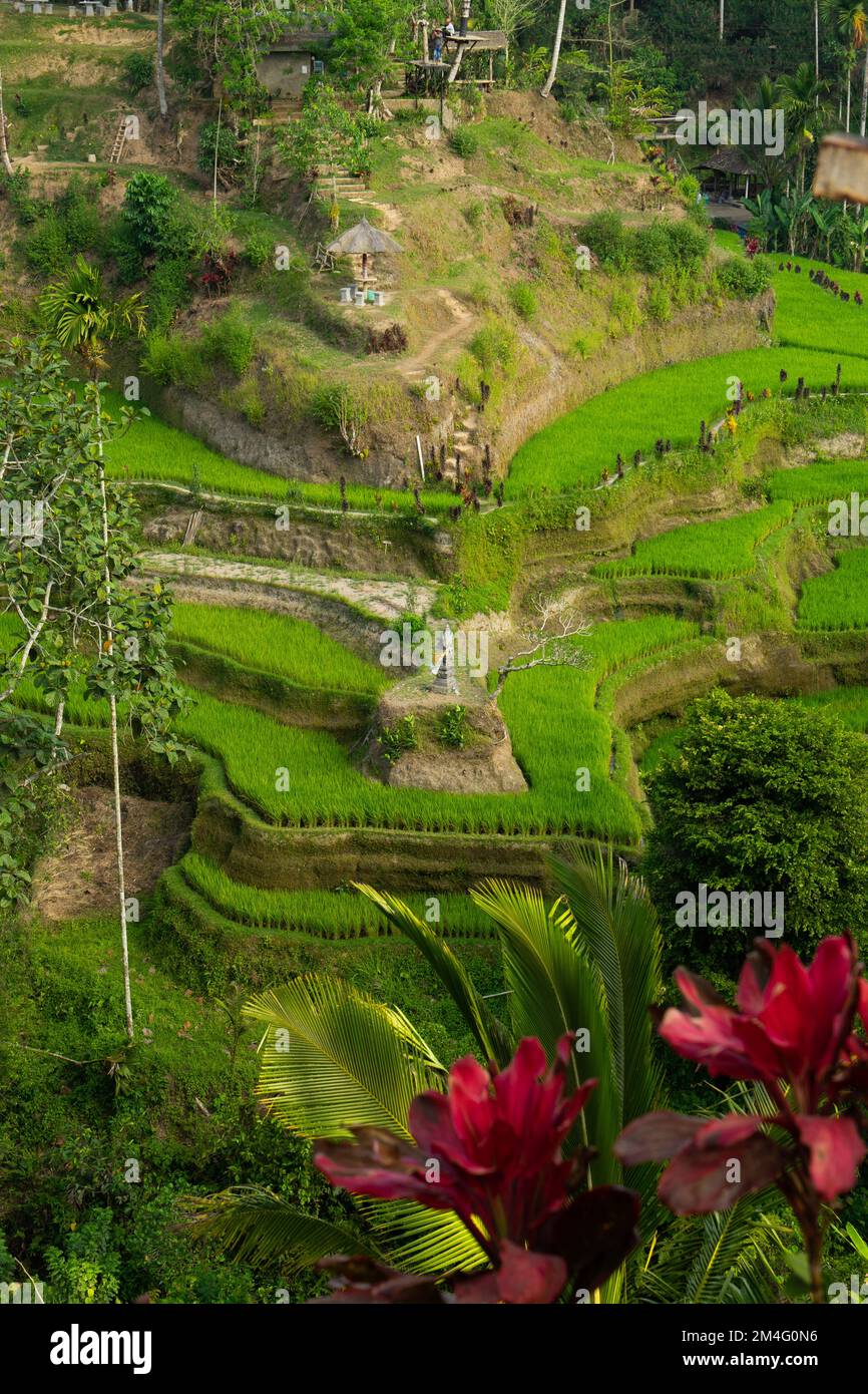 In Ubud, Bali, Indonesien Stockfoto