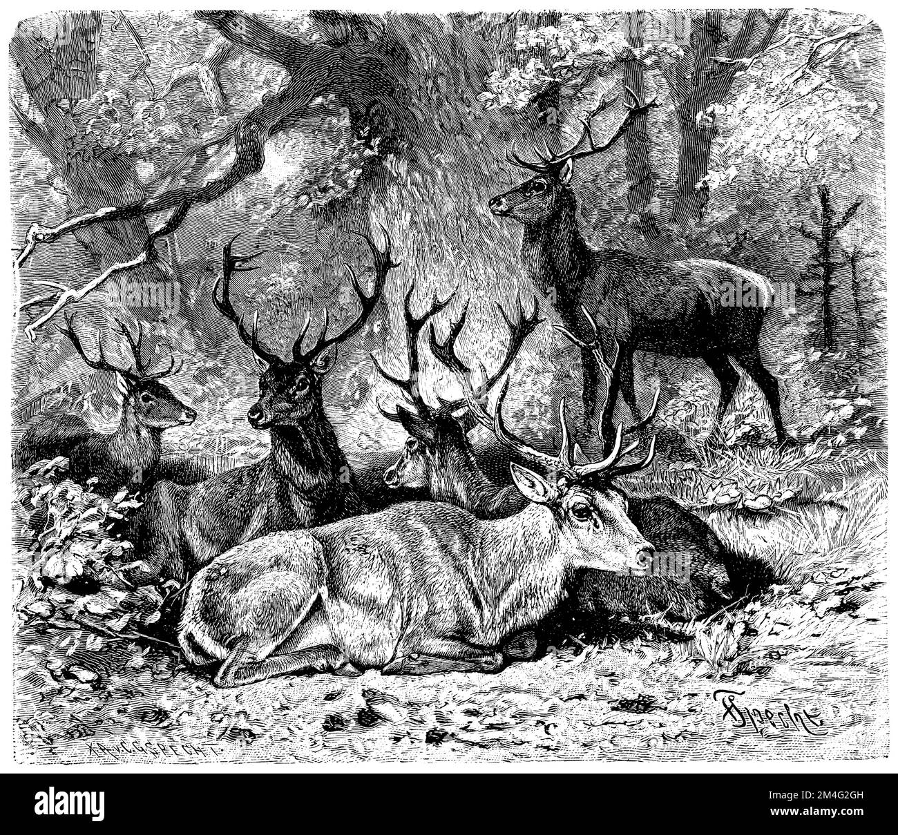 Red Deer, Familie, Cervus elaphus, (Zeichner) C.G. Specht (XA) (Enzyklopädie, 1893), Rothirsch, Familie, cerf élaphe, famille Stockfoto