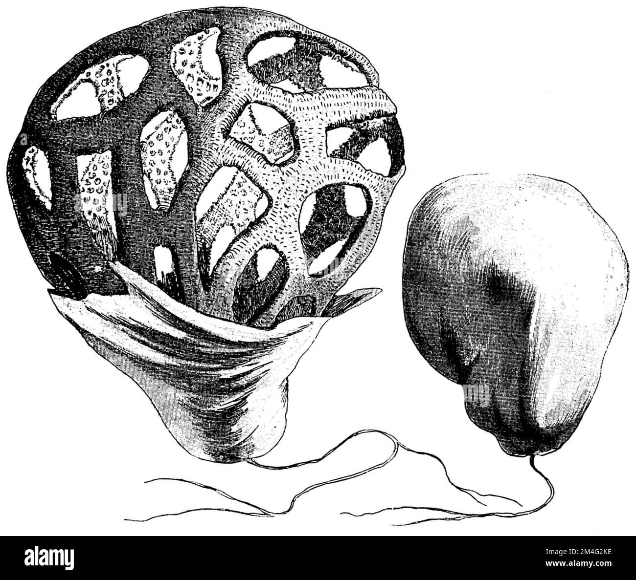 Krebsstinkhorn, Striker A droite, Fructification au stade d'œuf, à gauche, exemplaire formé avec un réceptacle allongé, à la base la volve éclatée., Clathrus cancellatus, (Botaniebuch, Ca. 1900), Gitterpilz Rechts Fruchtkörper im Eistadium, links ausgebildetes Muster mir gestrecktem Receptaculum, am Grunde die gesprengte Volva, Clathrus cancellatus A droite, fructification au stade d'œuf, à gauche, exemplaire formé avec un ongréceptacle allé, à la base la volve éclatée. Stockfoto