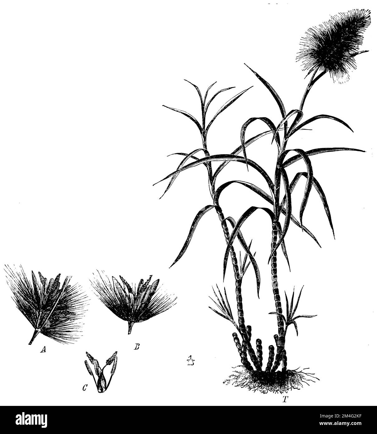 Zuckerrohr, T-Stachel, Ein Paar Stacheln, B einzelner Stachel, C-Blume, Saccharum officinarum, (Botanisches Buch, ca. 1900), Zuckerrohr, T Tracht, A Ährchenpärchen, B Einzelährchen, C Blüte, canne à sucre, T Trace, A paire d'épis, B épi unique, C. floraison Stockfoto