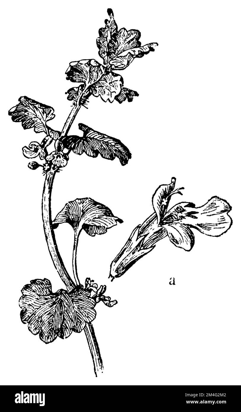 Efeu, eine Blume, Glechoma hederacea (Botanisches Buch, 1910), Gundermann,  ein Blte, lierre Terrestre, ein Flour Stockfotografie - Alamy