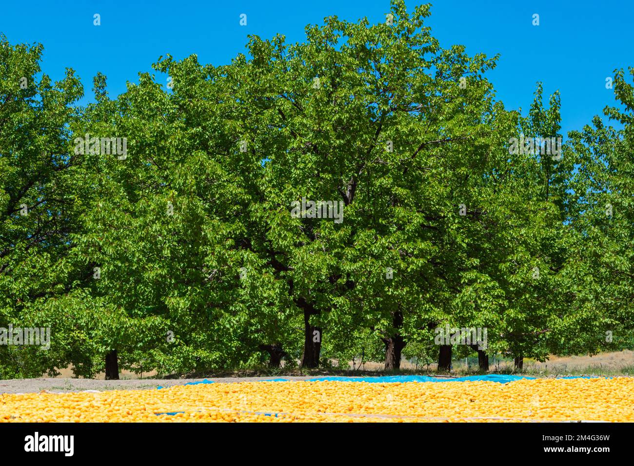 Aprikosenbäume und trocknende Aprikosen auf dem Boden. Aprikosenplantage in Malatya Turkiye. Stockfoto