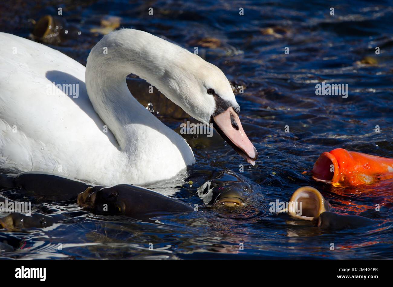 Stummer Schwan Cygnus olor und eurasische Karpfen Cyprinus carpio, die sich vom Futter ernähren. Yamanako-See. Yamanakako. Präfektur Yamanashi. Honshu. Japan. Stockfoto