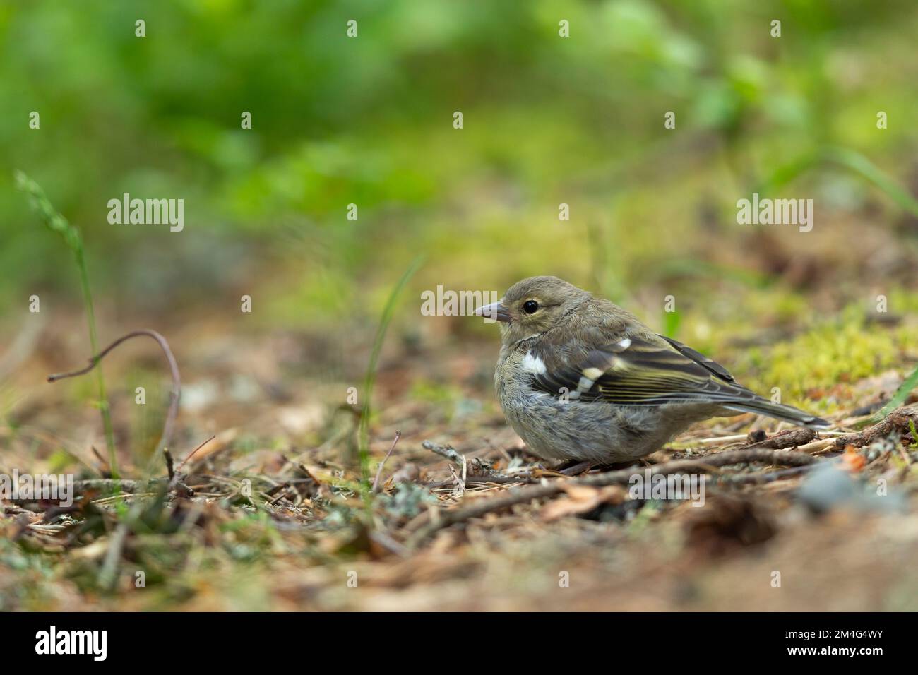 Common Chaffinch Fringilla Coelebs, männlicher Erwachsener mit Jugendlichen, Anagach Woods, Highland, Schottland, Vereinigtes Königreich, Juni Stockfoto