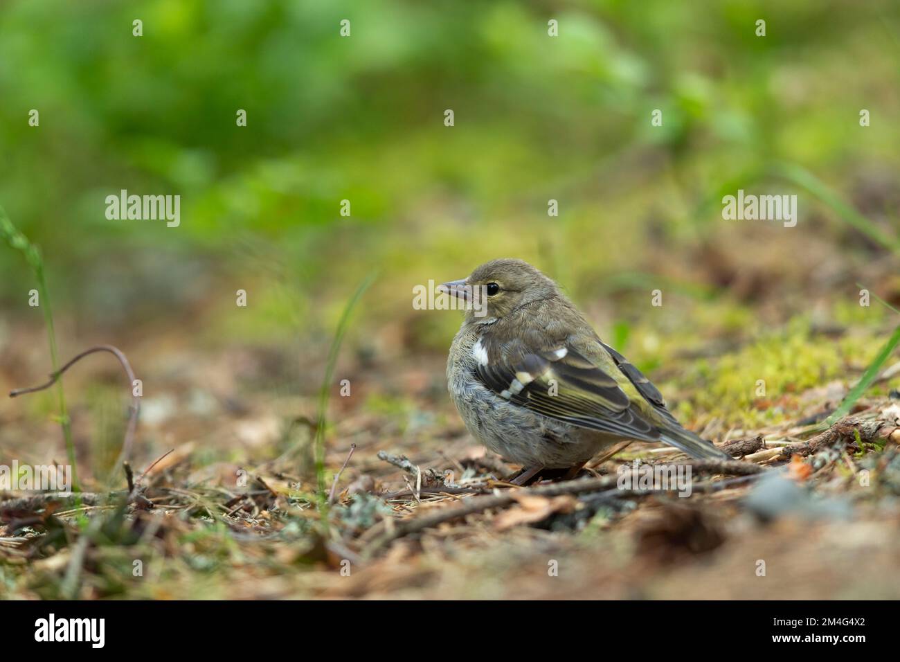 Common Chaffinch Fringilla Coelebs, männlicher Erwachsener mit Jugendlichen, Anagach Woods, Highland, Schottland, Vereinigtes Königreich, Juni Stockfoto