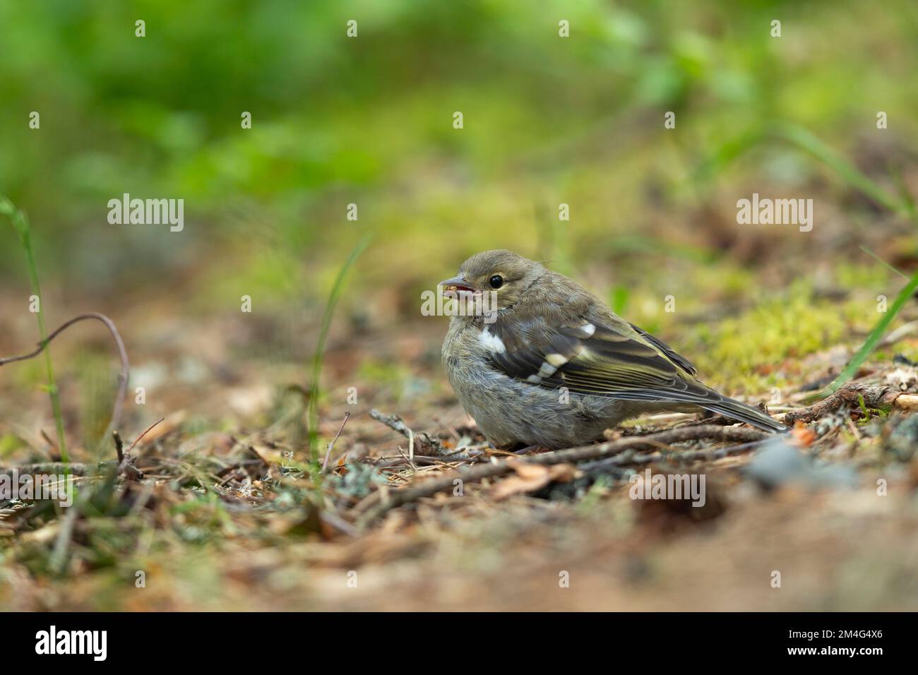 Common Chaffinch Fringilla Coelebs, männlicher Erwachsener mit Jugendlichen, Anagach Woods, Highland, Schottland, Vereinigtes Königreich, Juni Stockfoto