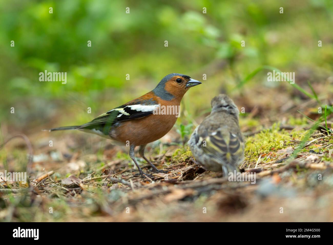 Common Chaffinch Fringilla Coelebs, männlicher Erwachsener mit Jugendlichen, Anagach Woods, Highland, Schottland, Vereinigtes Königreich, Juni Stockfoto