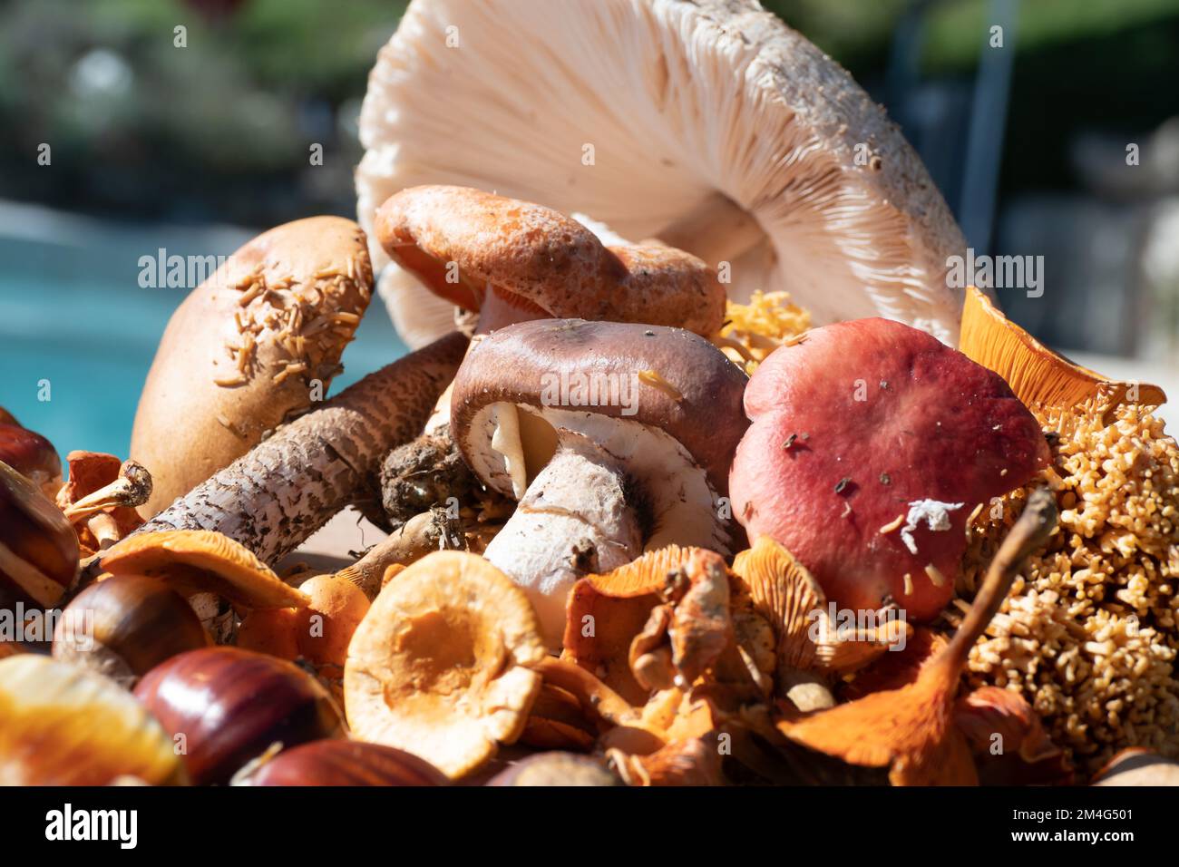 Eine Auswahl verschiedener Arten von Wildpilzen, die im Wald Südfrankreichs geerntet werden Stockfoto