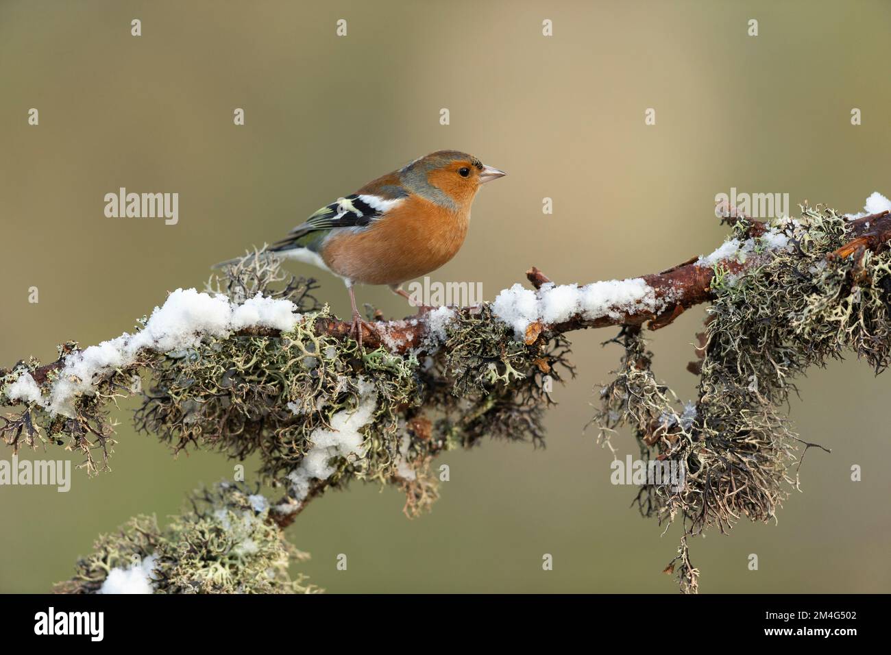 Fringilla Coelebs, männlicher Erwachsener, hoch oben auf einem verschneiten Ast, Rothiemurchus, Highlands, Schottland, Großbritannien Stockfoto