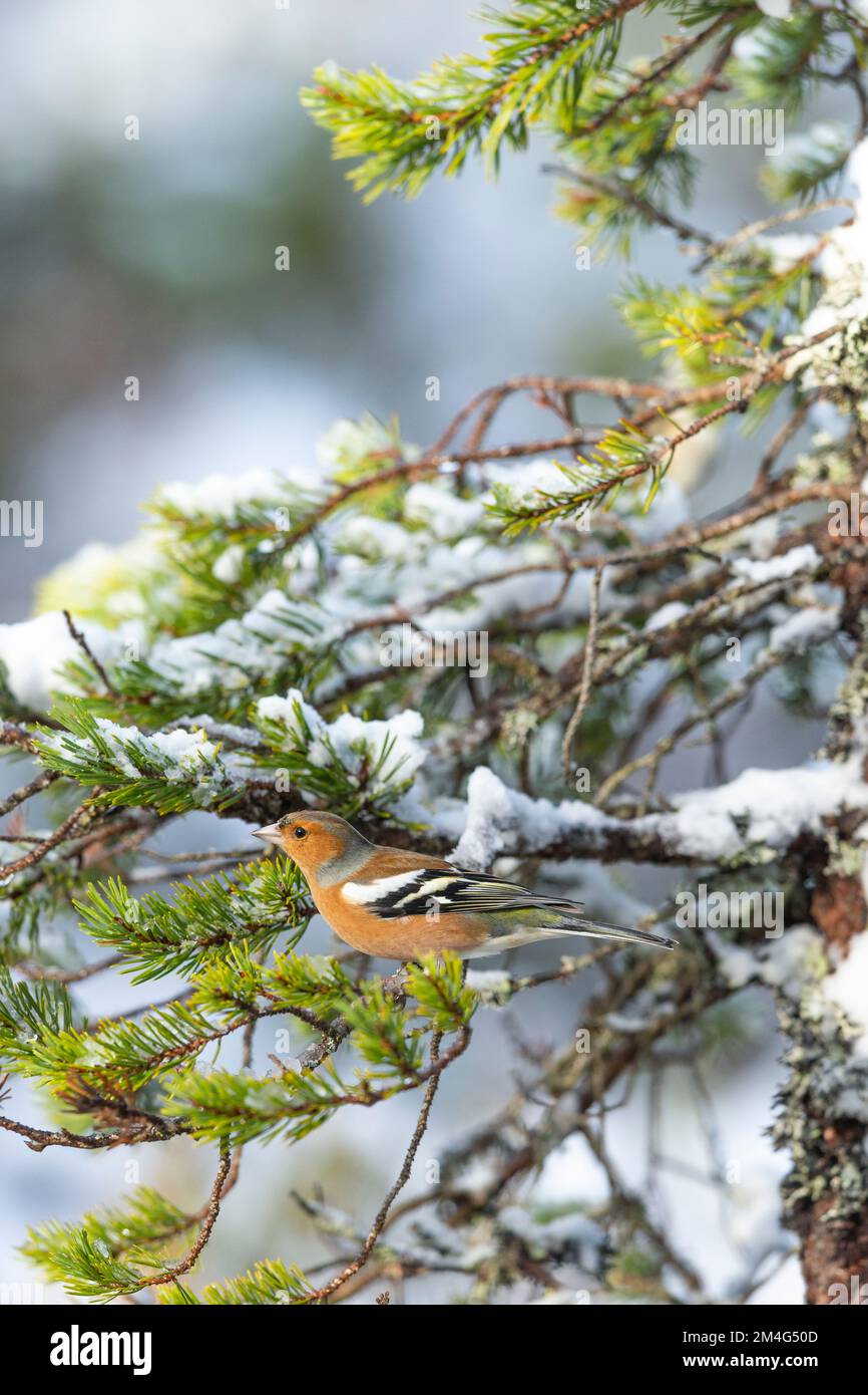 Fringilla Coelebs, männlicher Erwachsener, hoch oben auf einem verschneiten Ast, Rothiemurchus, Highlands, Schottland, Großbritannien Stockfoto