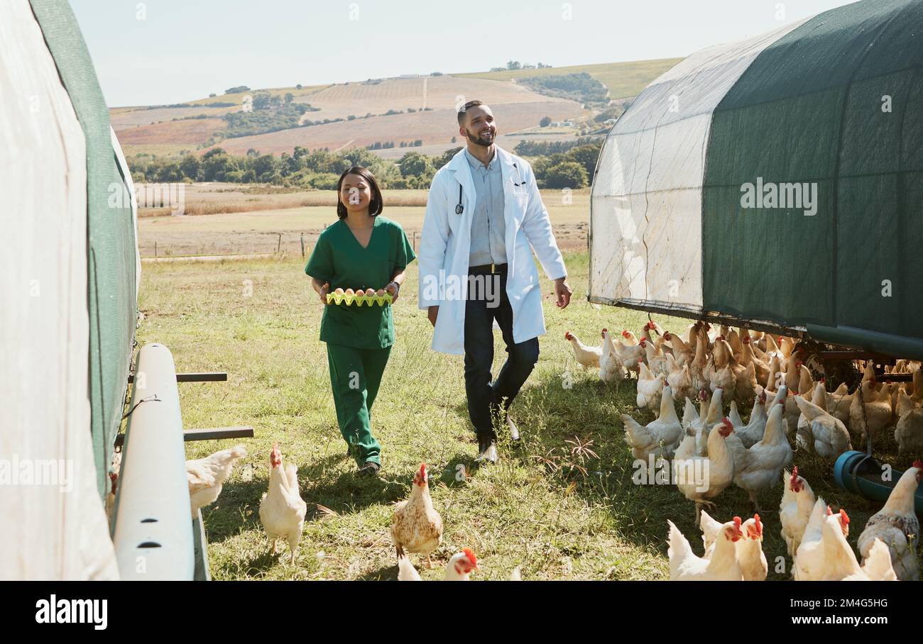 Bauernhof, Tierarzt und Hühnchen mit einem Mann und Frau Medizinteam, die auf Land für Landwirtschaft oder Vieh gehen. Eier, Gesundheitsfürsorge und Tierarzt auf einem Bauernhof Stockfoto