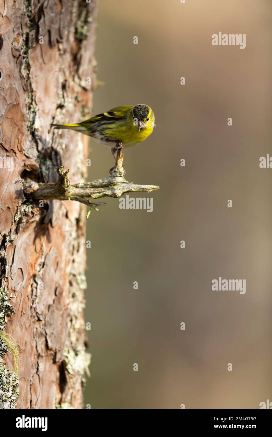 Eurasische Siskin Spinus spinus, männlicher Erwachsener, hoch oben auf der schottischen Kiefer Pinus sylvestris, Zweigstelle Rothiemurchus, Highlands, Schottland, Vereinigtes Königreich Stockfoto