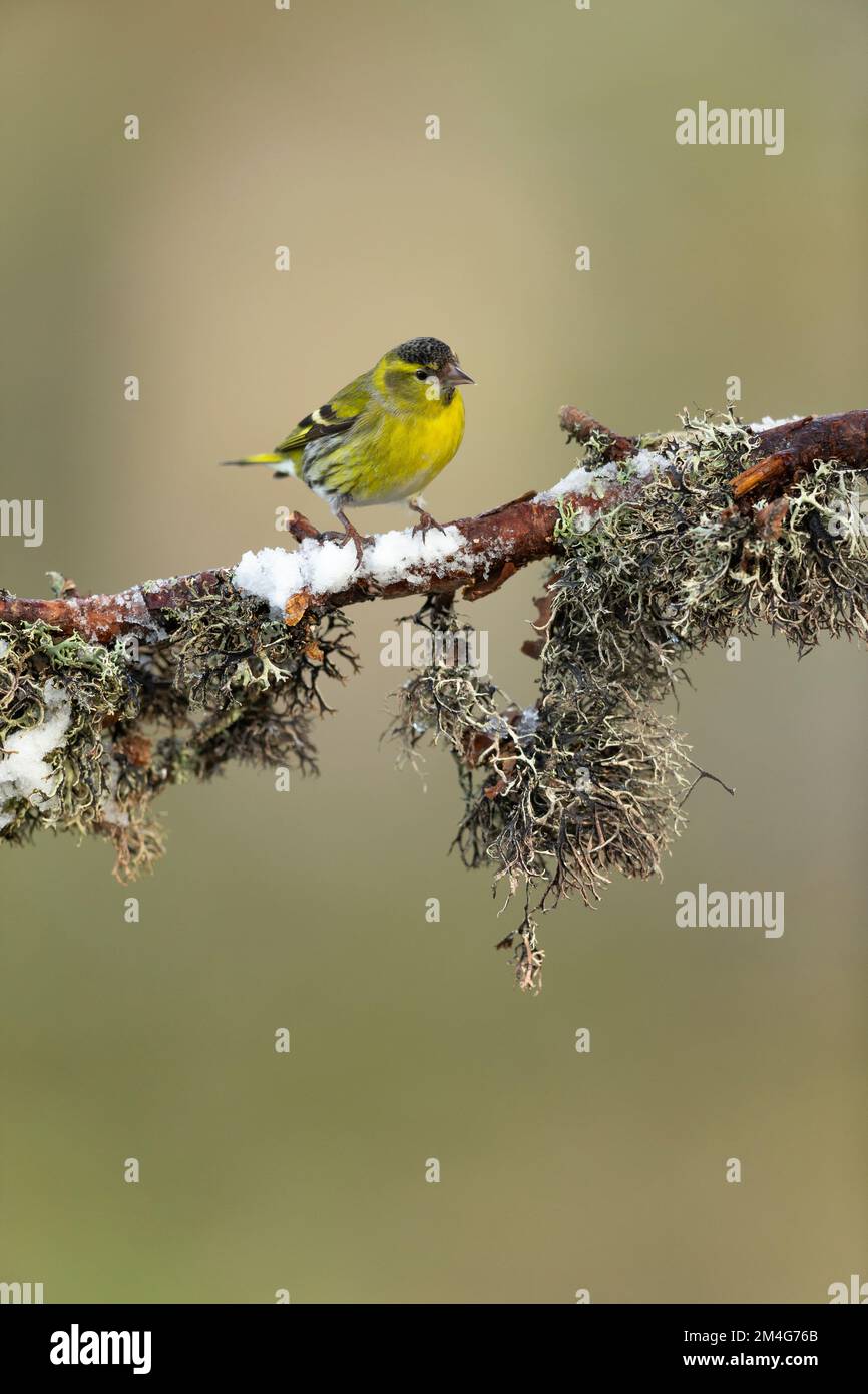 Eurasische Siskin Spinus spinus, männlicher Erwachsener, hoch oben auf der schottischen Kiefer Pinus sylvestris, Zweigstelle Rothiemurchus, Highlands, Schottland, Vereinigtes Königreich Stockfoto